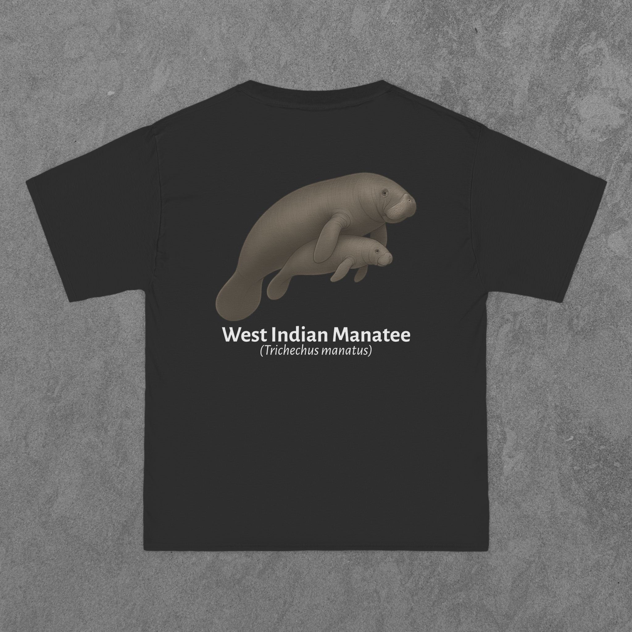 West Indian Manatee - (Trichechus manatus)