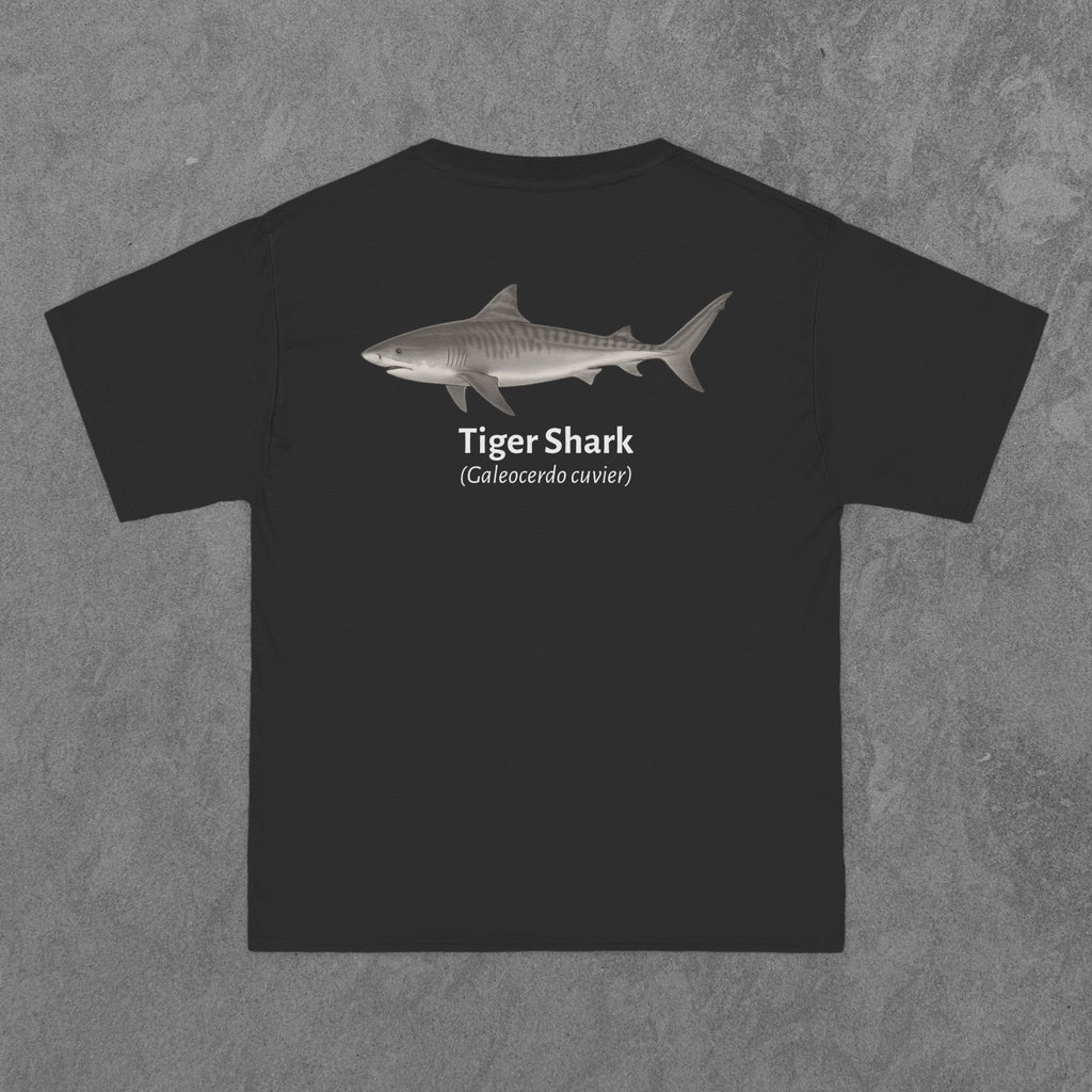 Tiger Shark - (Galeocerdo cuvier)