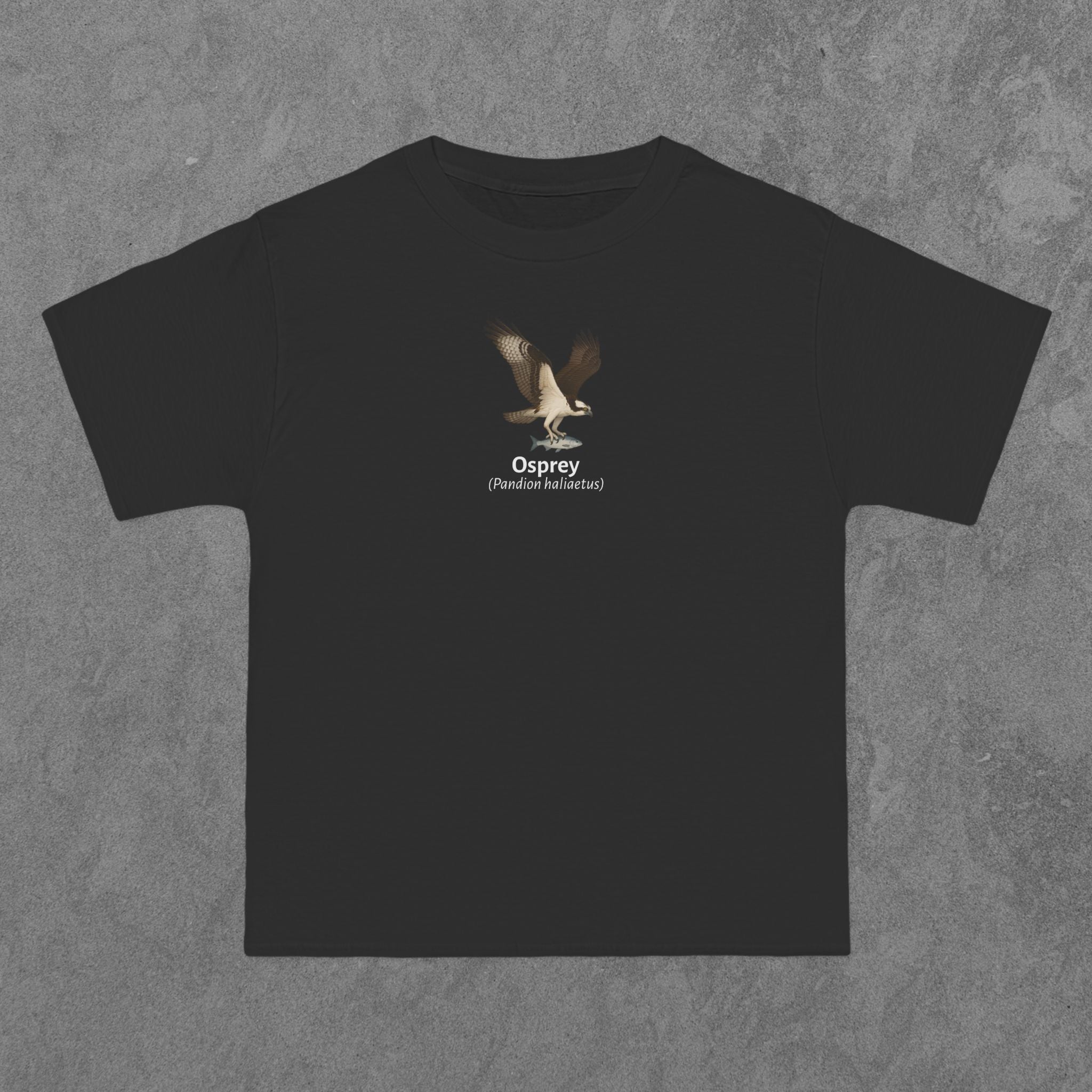 Osprey - (Pandion haliaetus)