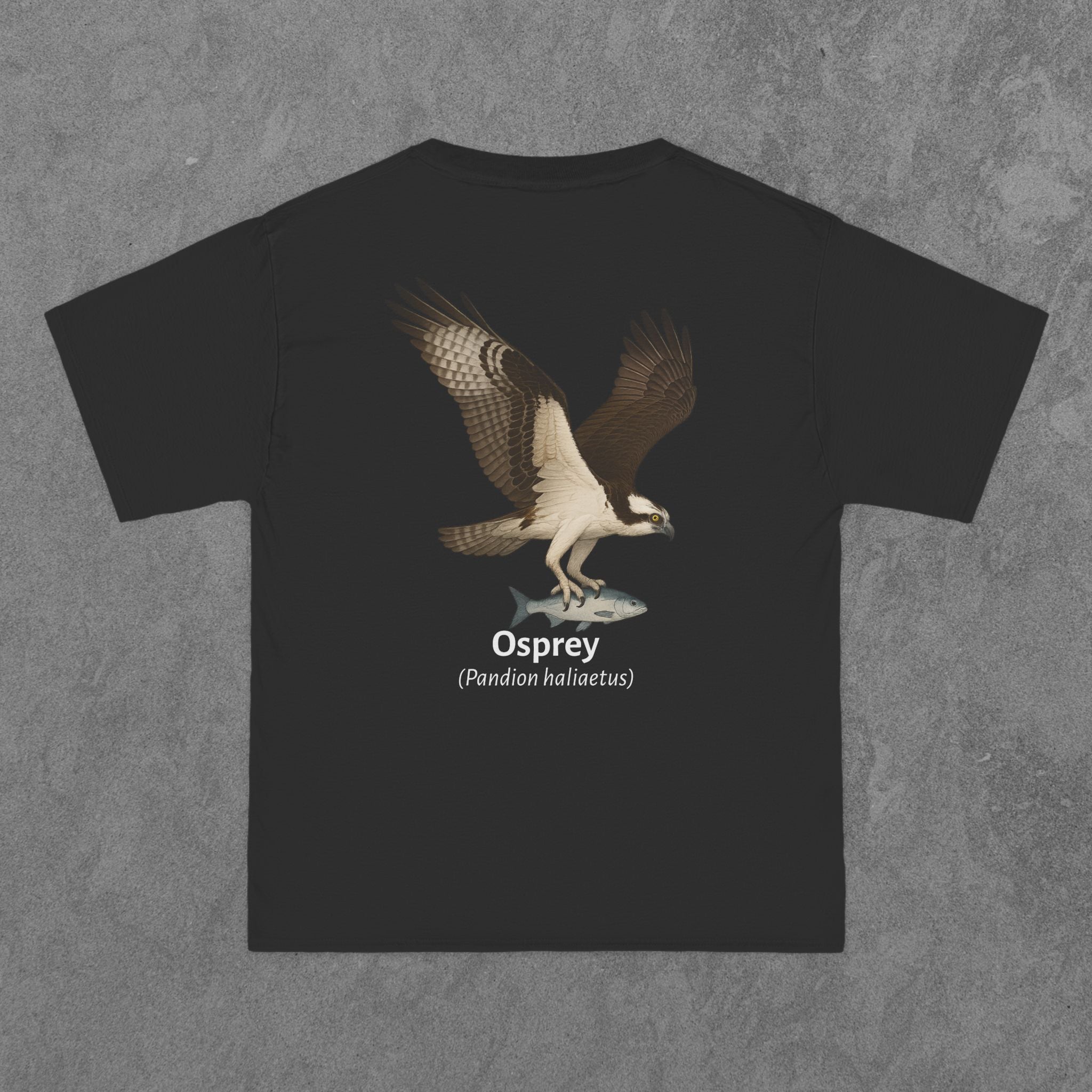 Osprey - (Pandion haliaetus)