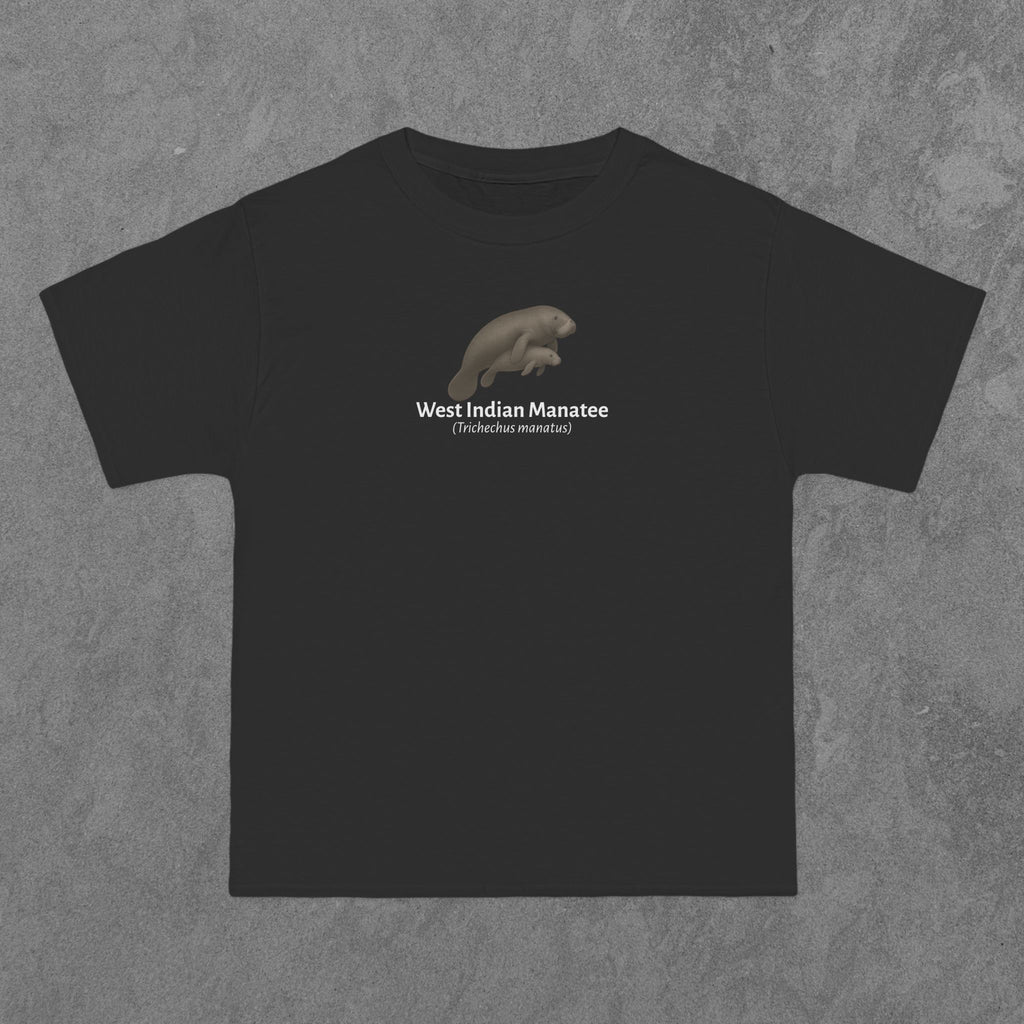 West Indian Manatee - (Trichechus manatus)