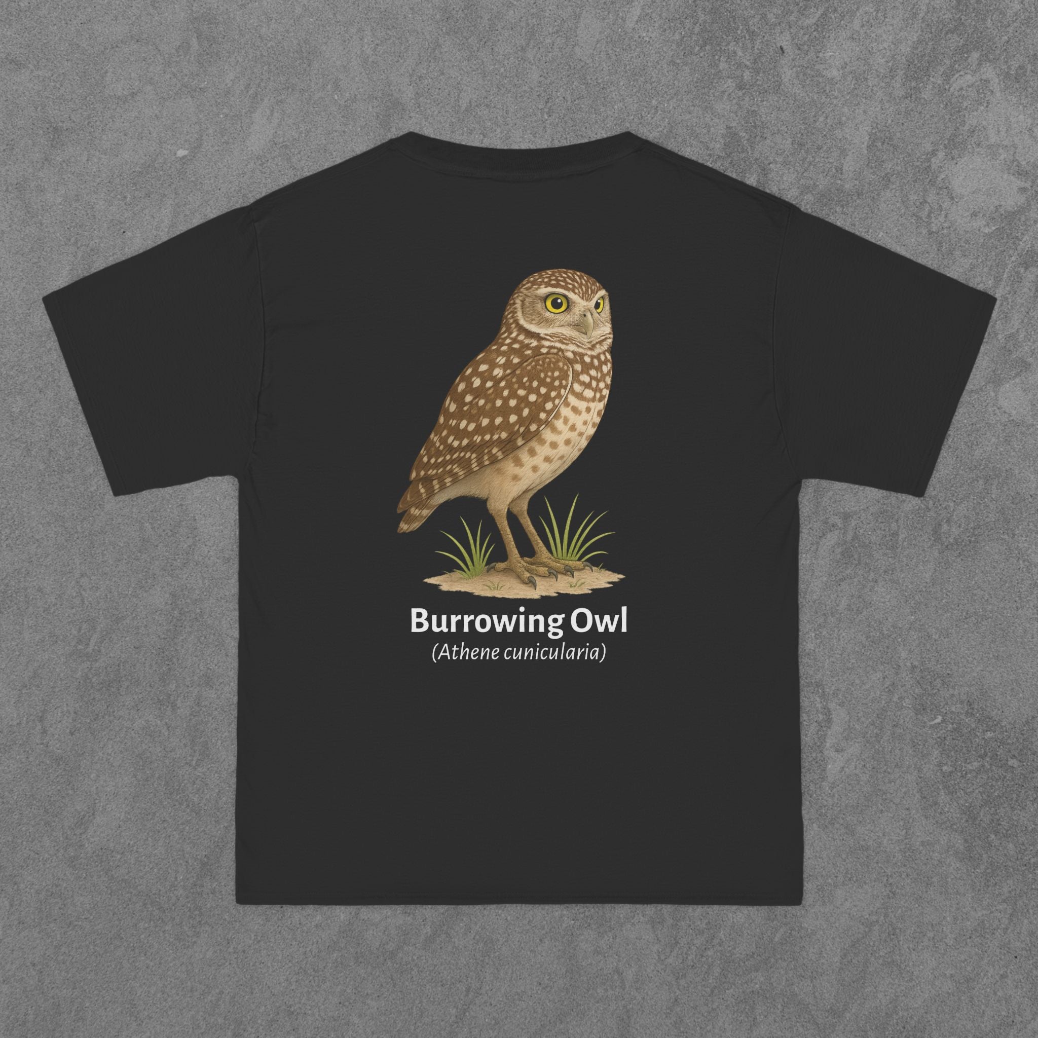 Burrowing Owl - (Athene cunicularia)