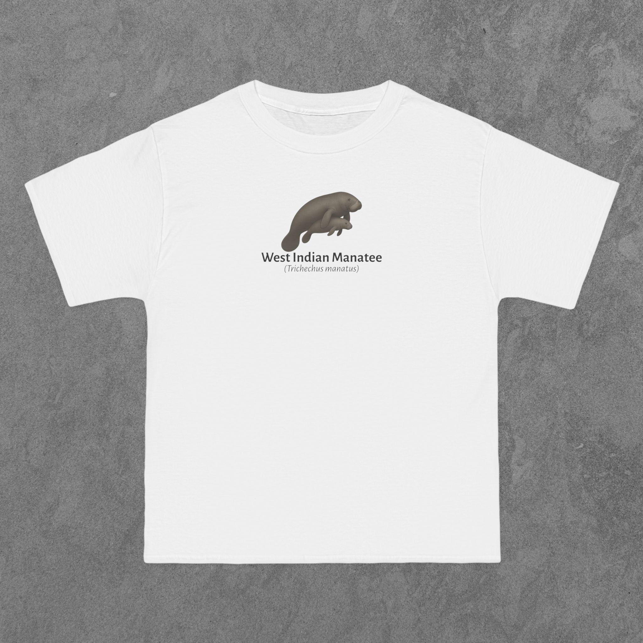West Indian Manatee - (Trichechus manatus)