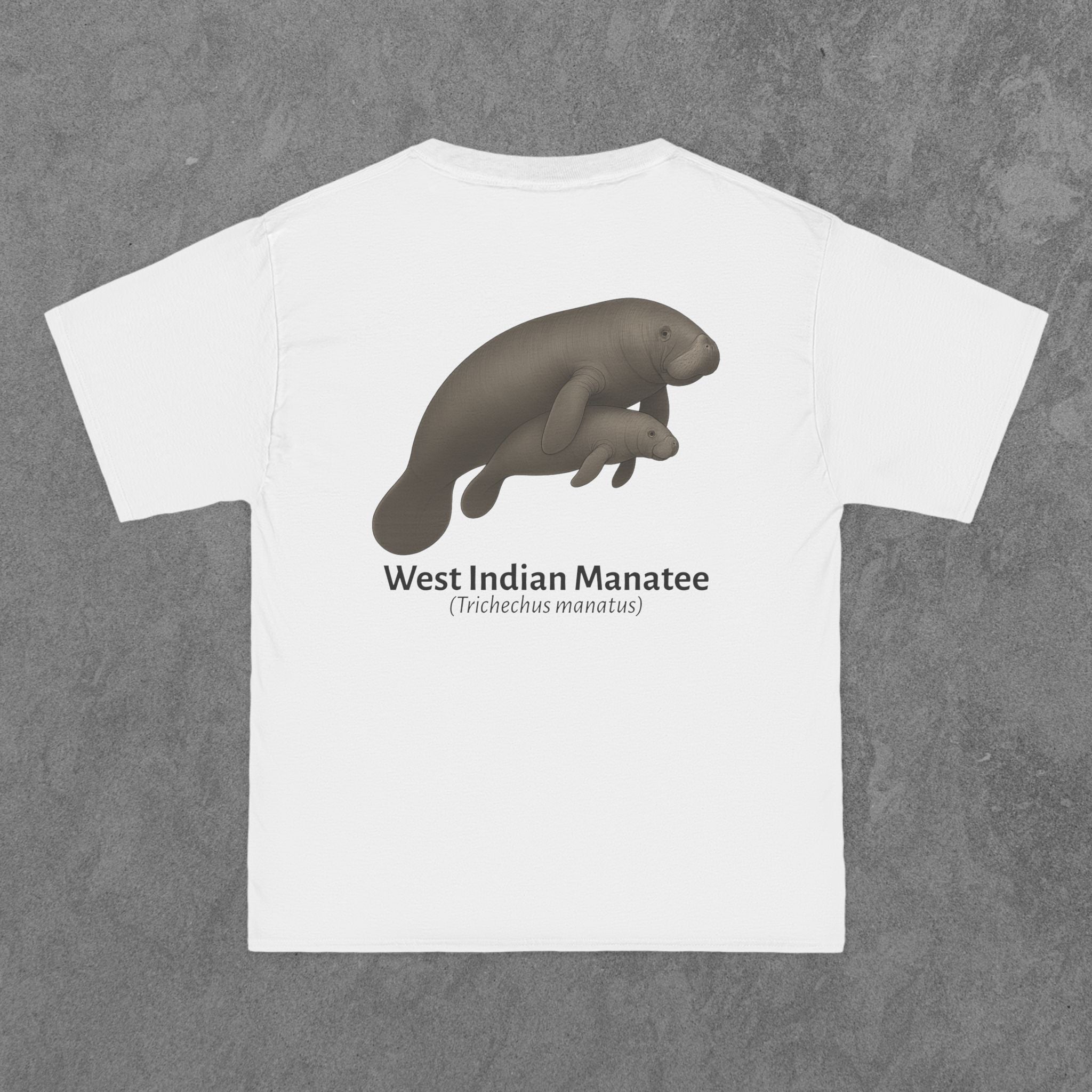 West Indian Manatee - (Trichechus manatus)