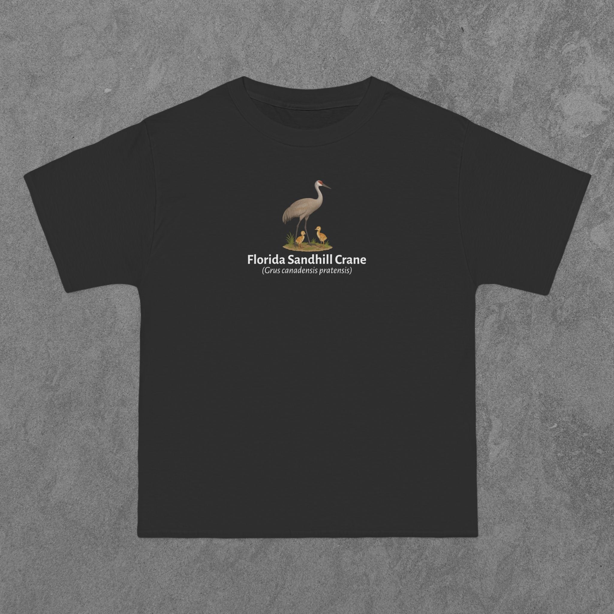 Florida Sandhill Crane - (Grus canadensis pratensis)