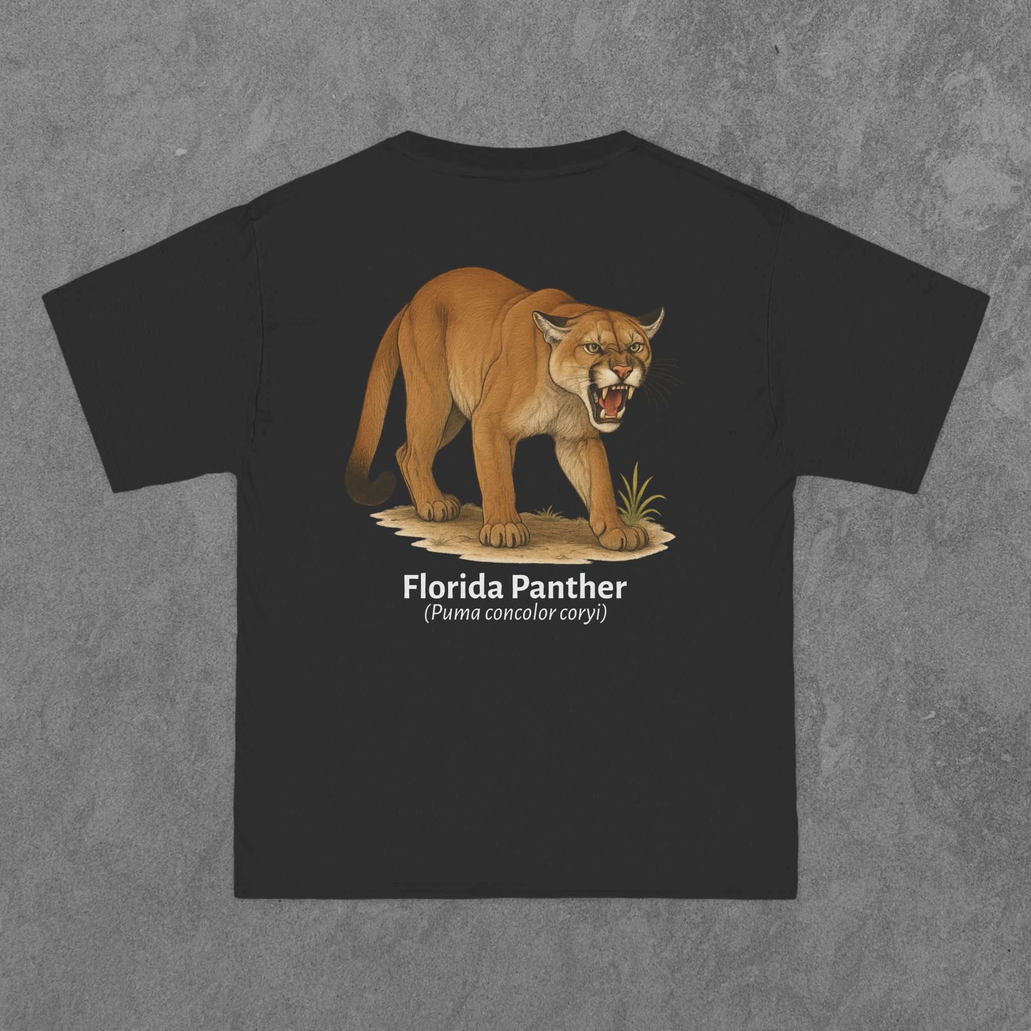 Florida Panther - (Puma concolor coryi)