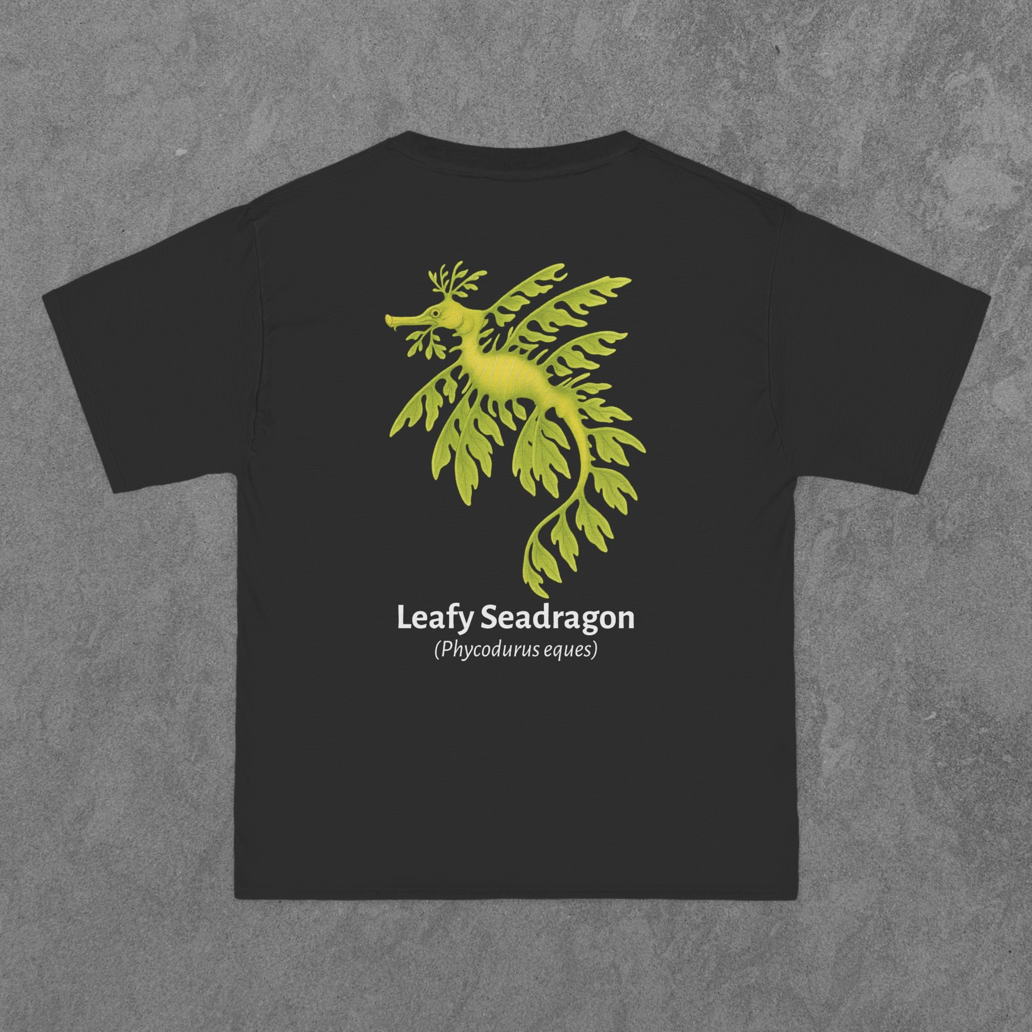 Leafy Seadragon - (Phycodurus eques)