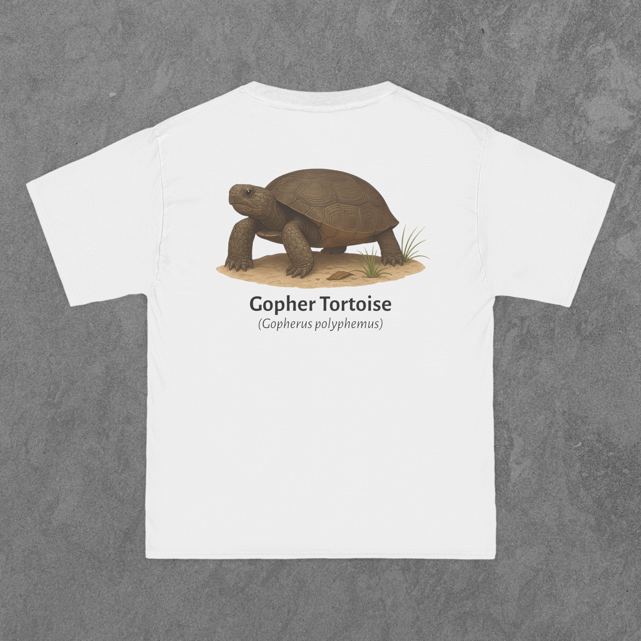 Gopher Tortoise - (Gopherus polyphemus)