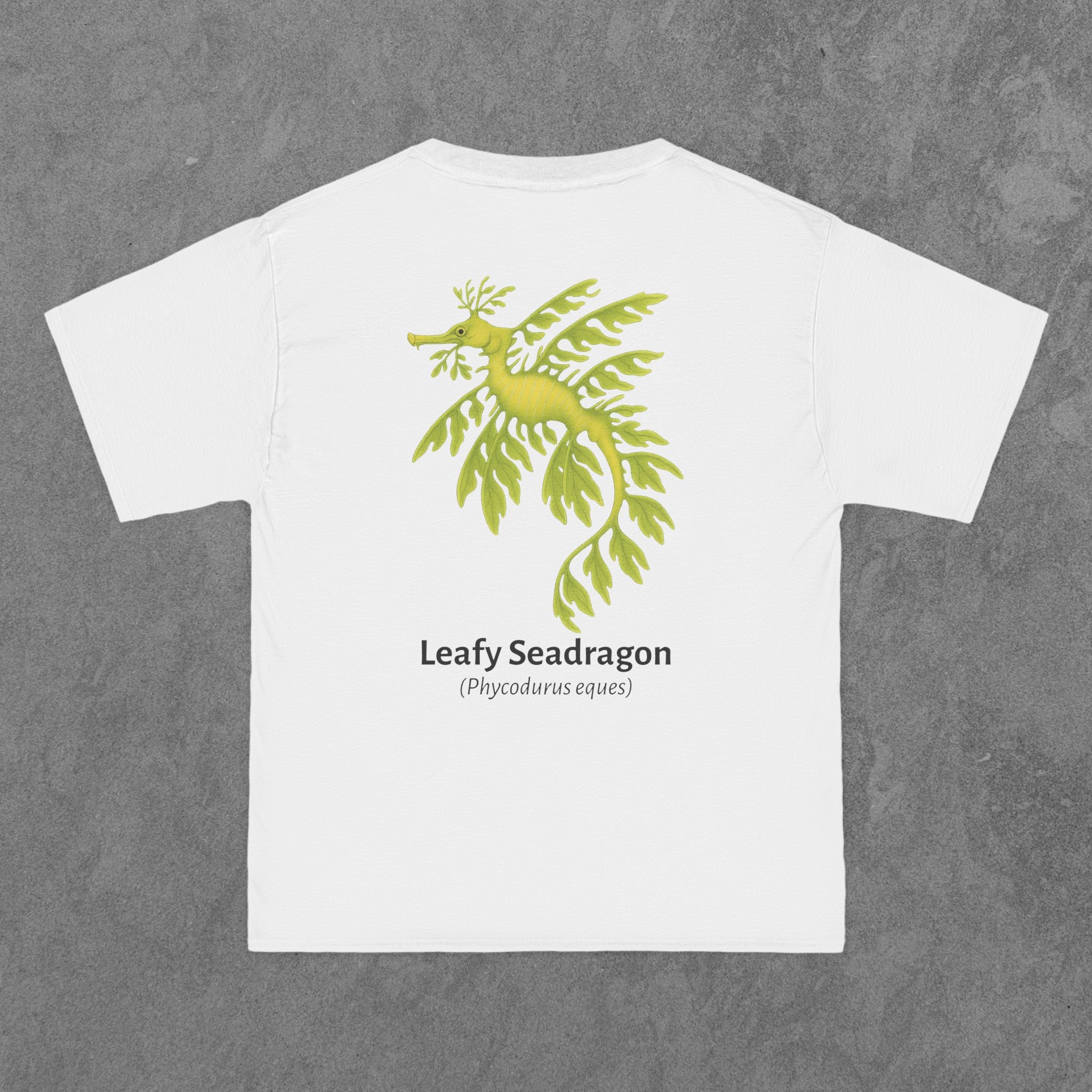 Leafy Seadragon - (Phycodurus eques)