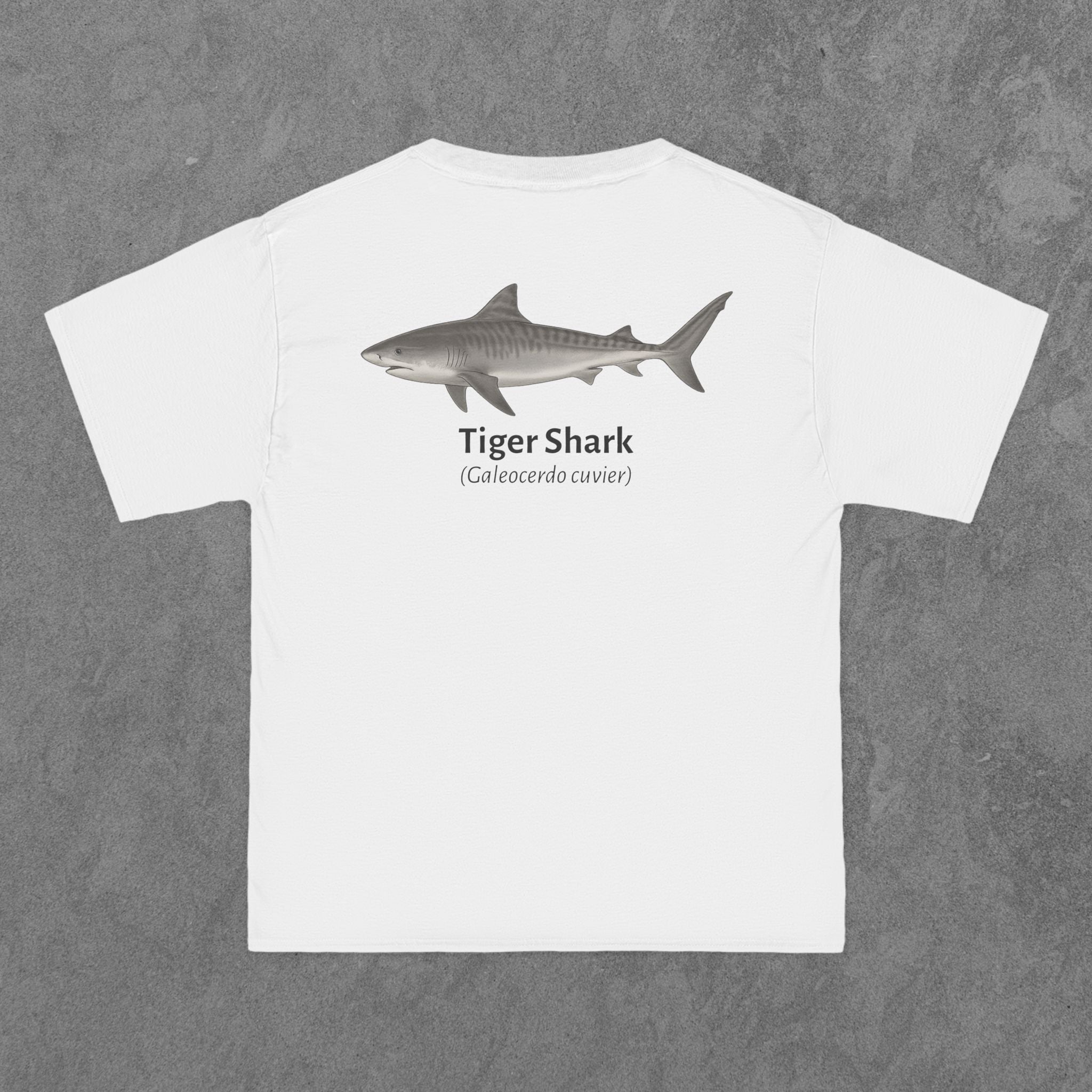 Tiger Shark - (Galeocerdo cuvier)