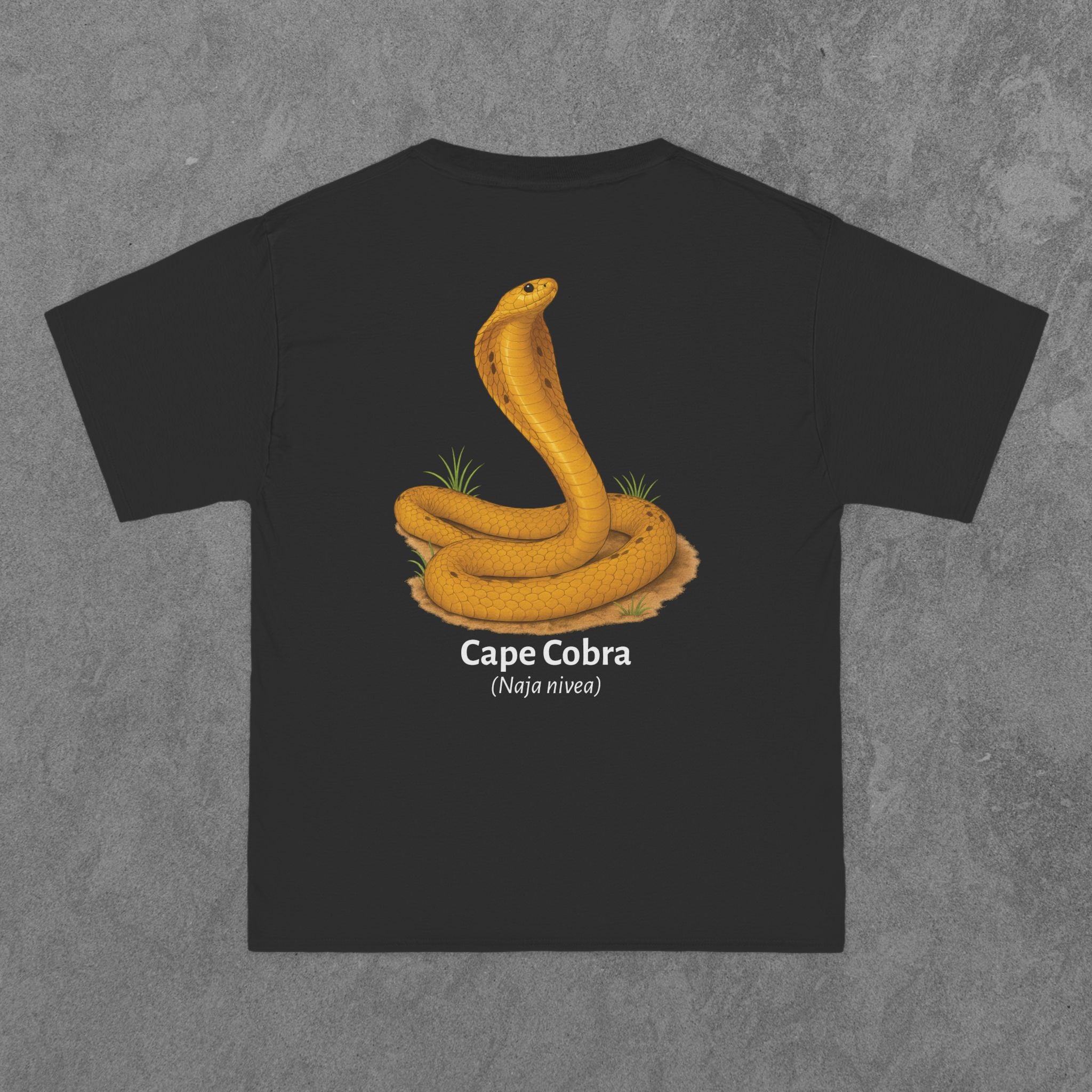 Cape Cobra - (Naja nivea)