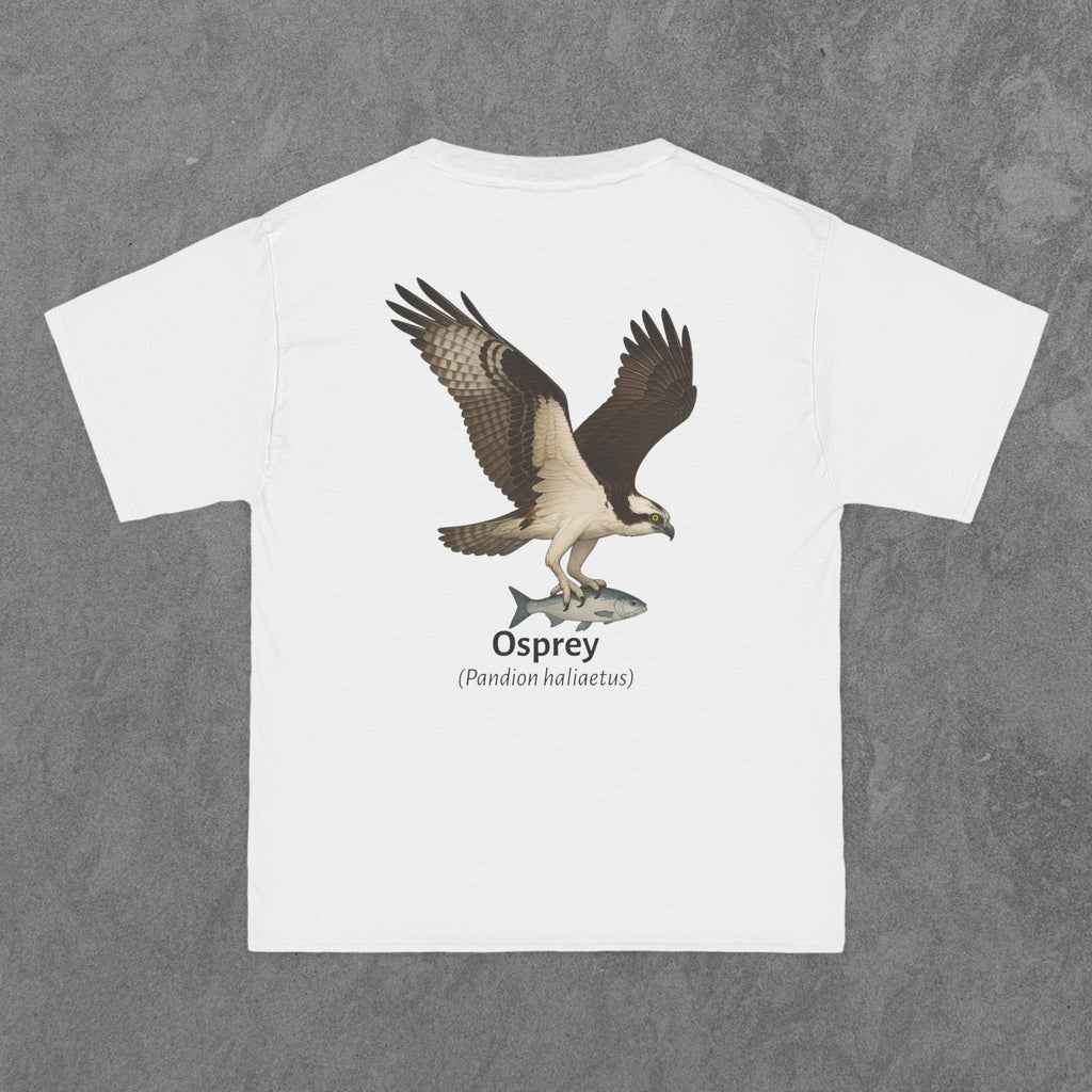 Osprey - (Pandion haliaetus)