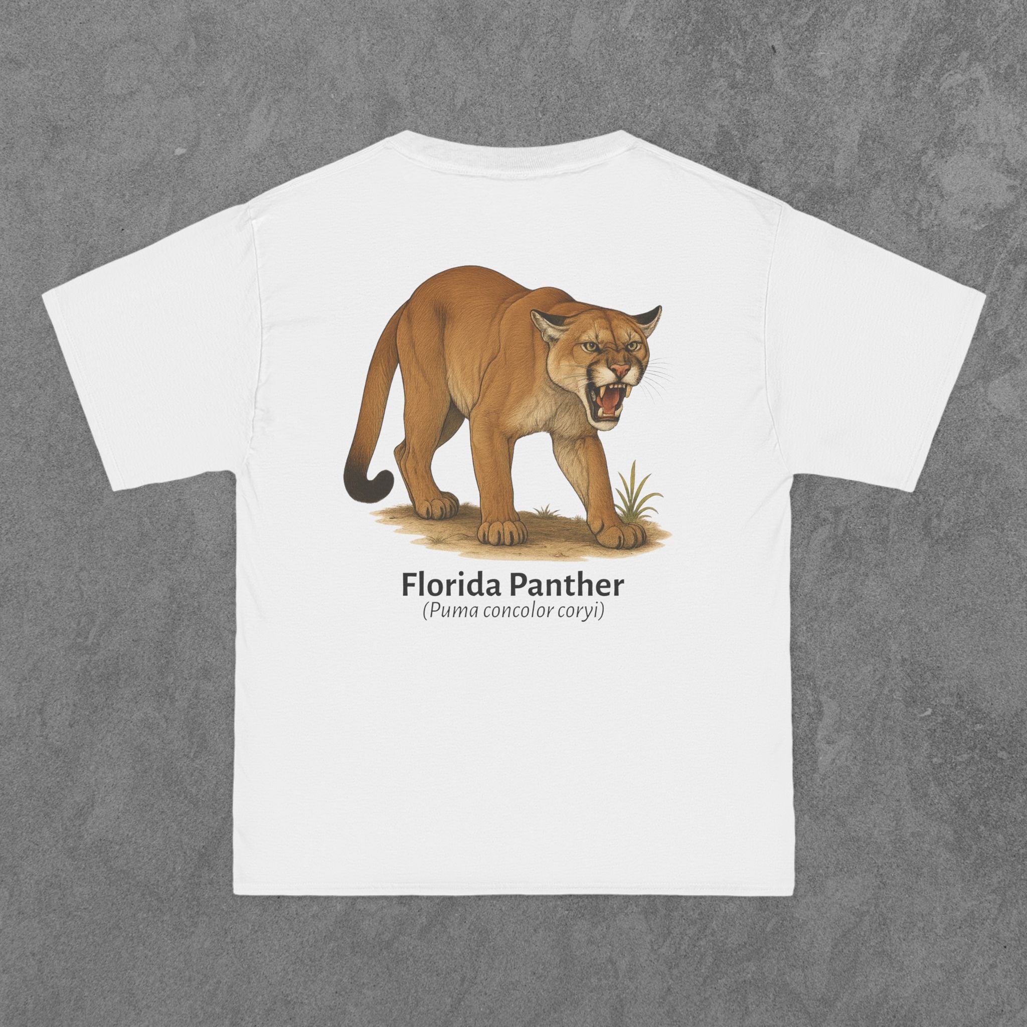 Florida Panther - (Puma concolor coryi)