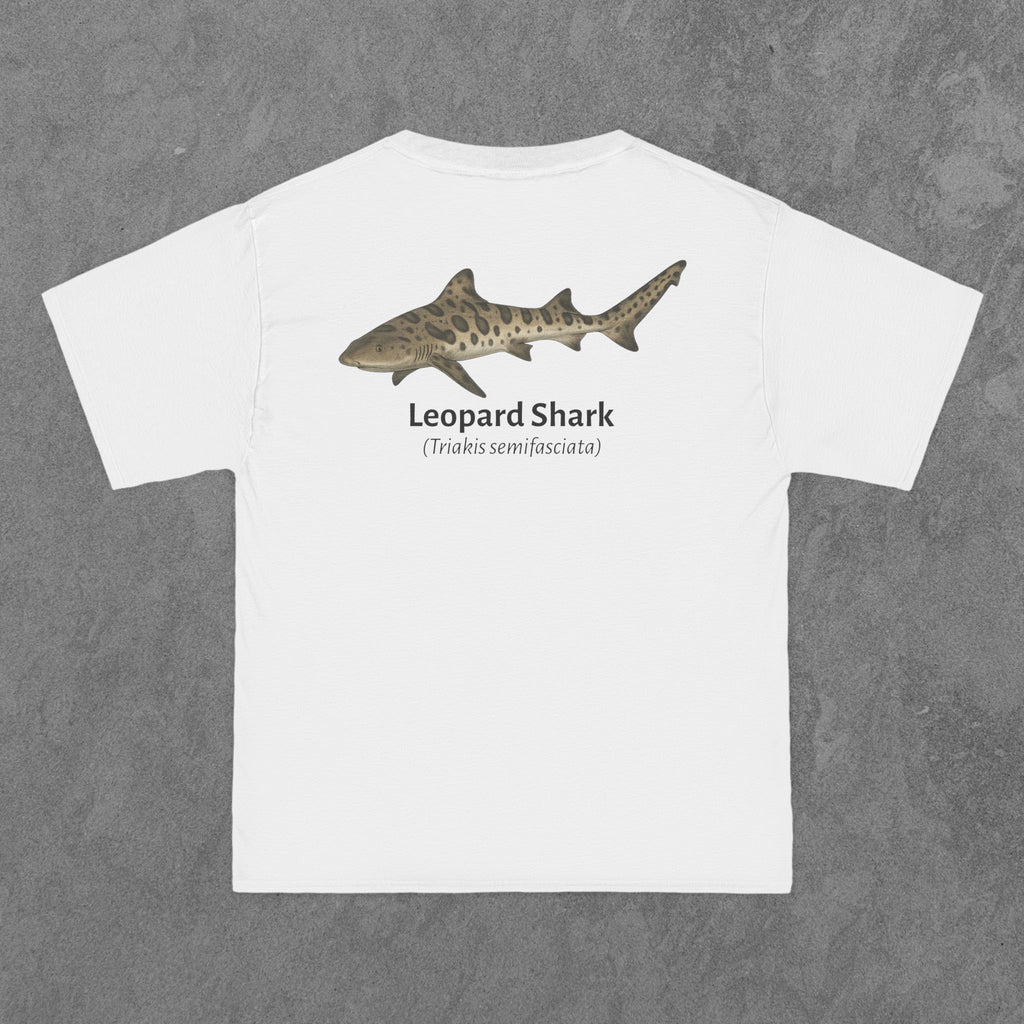 Leopard Shark - (Triakis semifasciata)