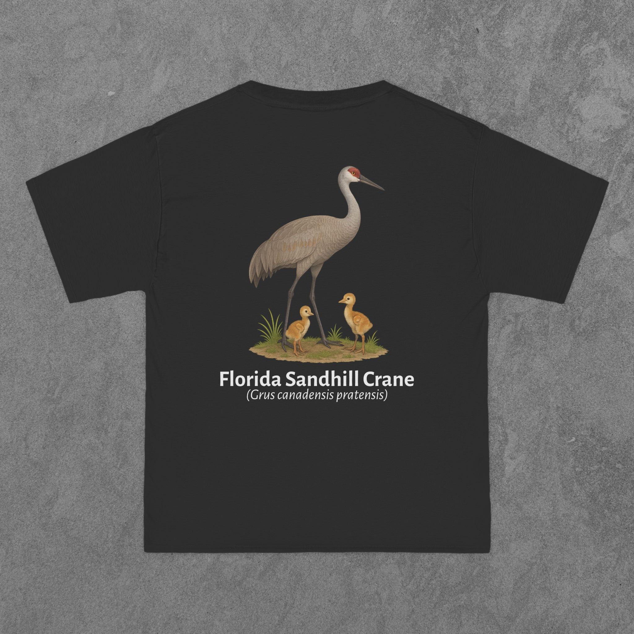 Florida Sandhill Crane - (Grus canadensis pratensis)