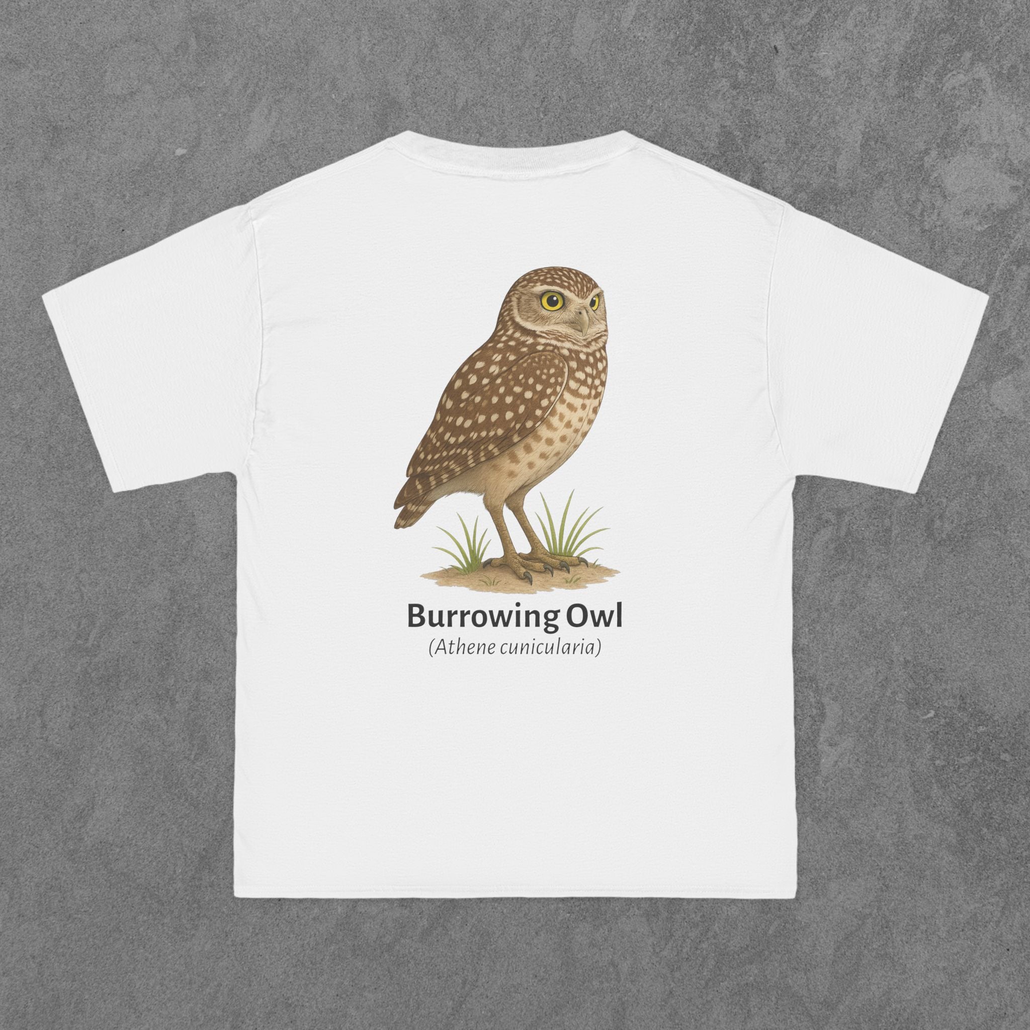 Burrowing Owl - (Athene cunicularia)