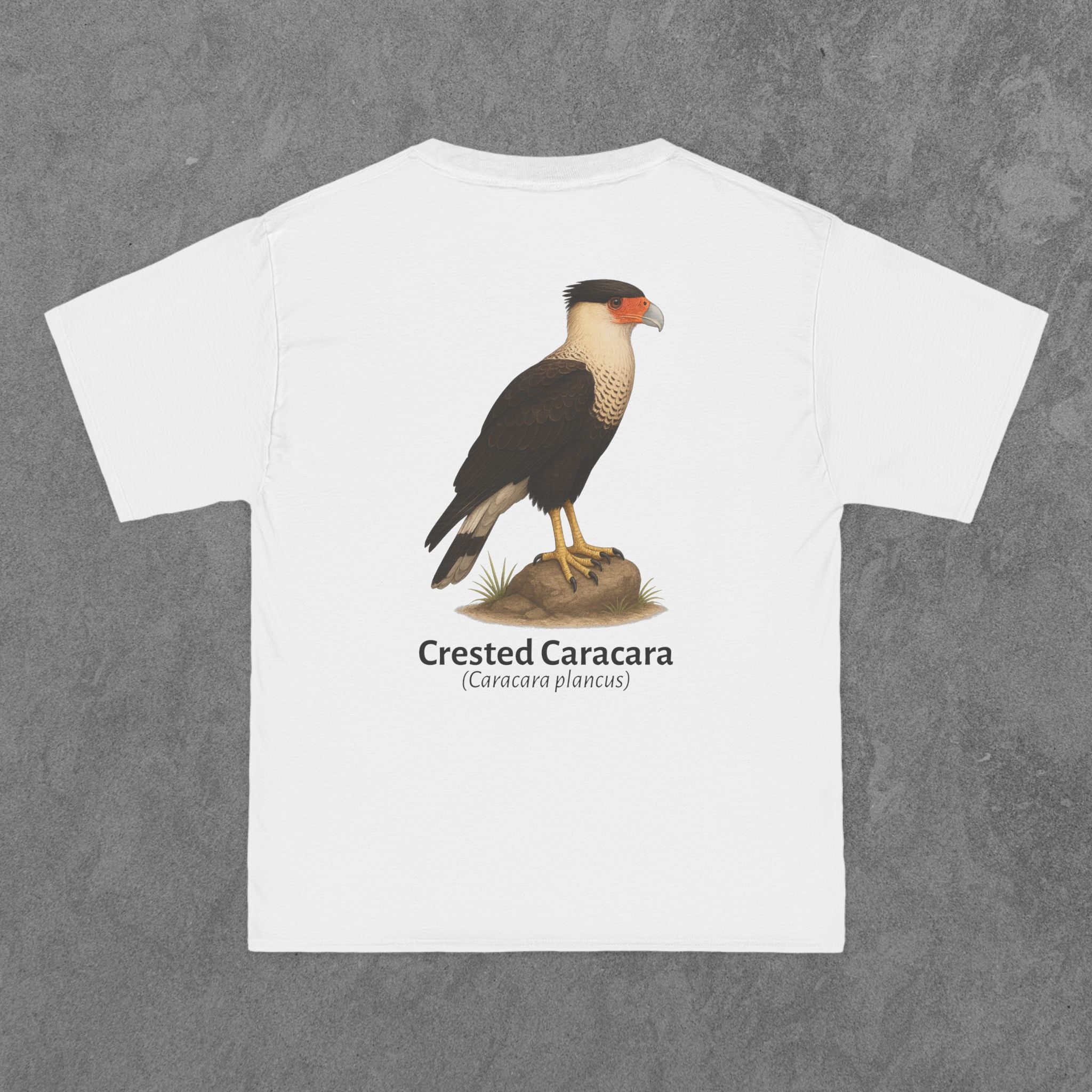 Crested Caracara - (Caracara plancus)