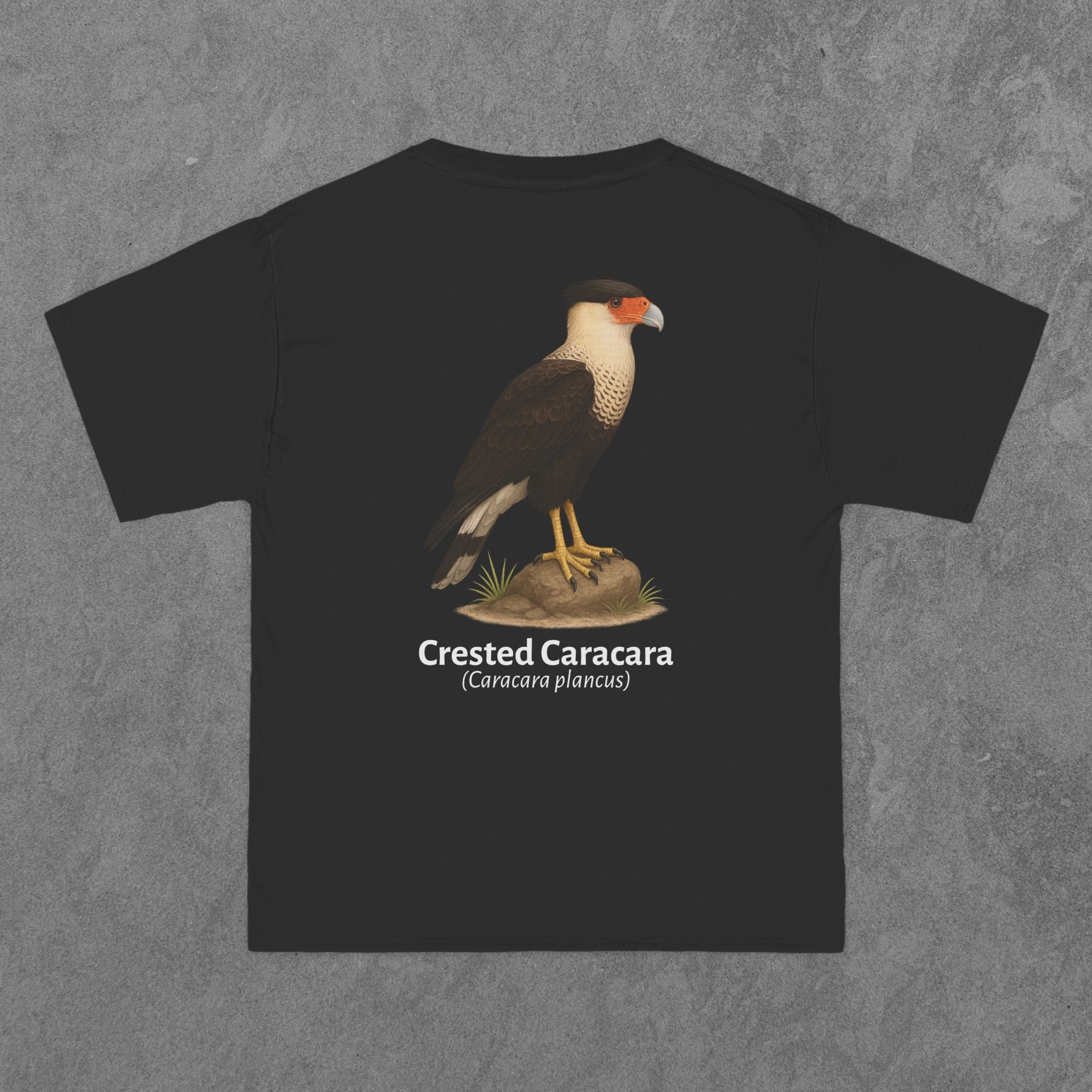Crested Caracara - (Caracara plancus)
