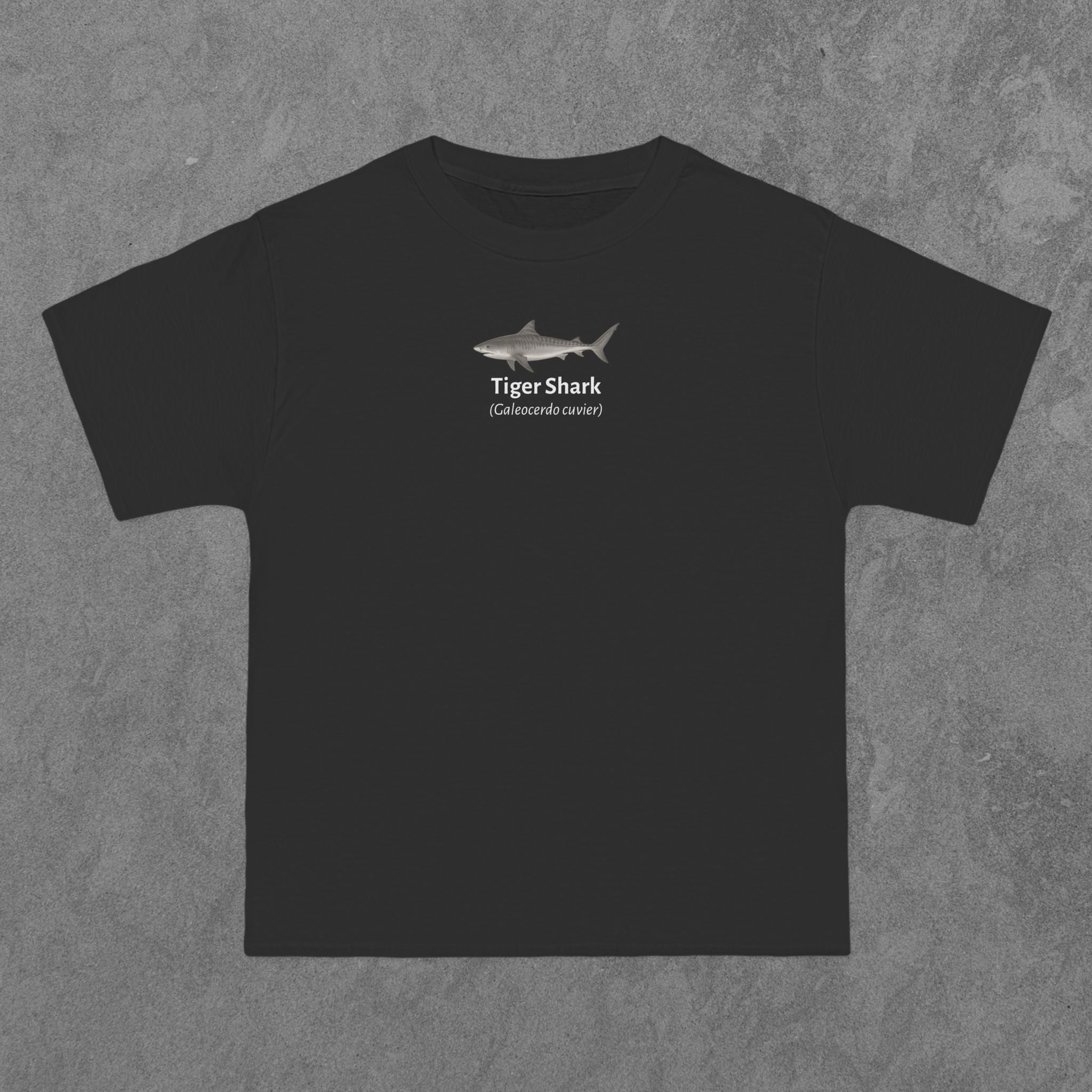 Tiger Shark - (Galeocerdo cuvier)