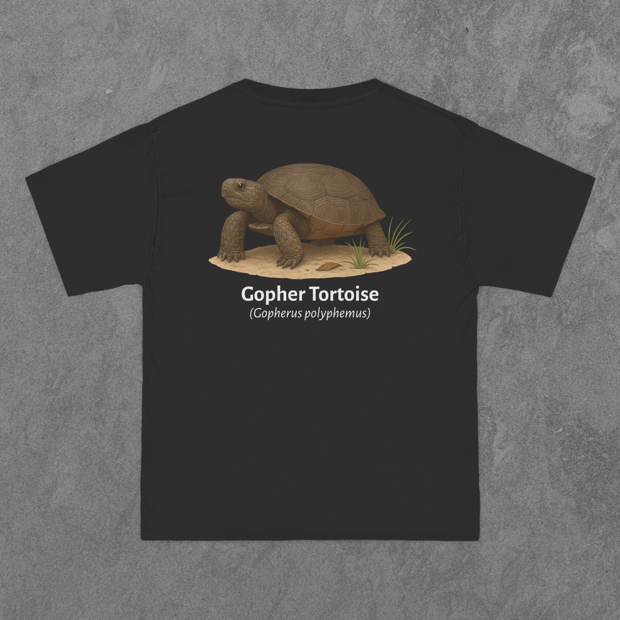 Gopher Tortoise - (Gopherus polyphemus)
