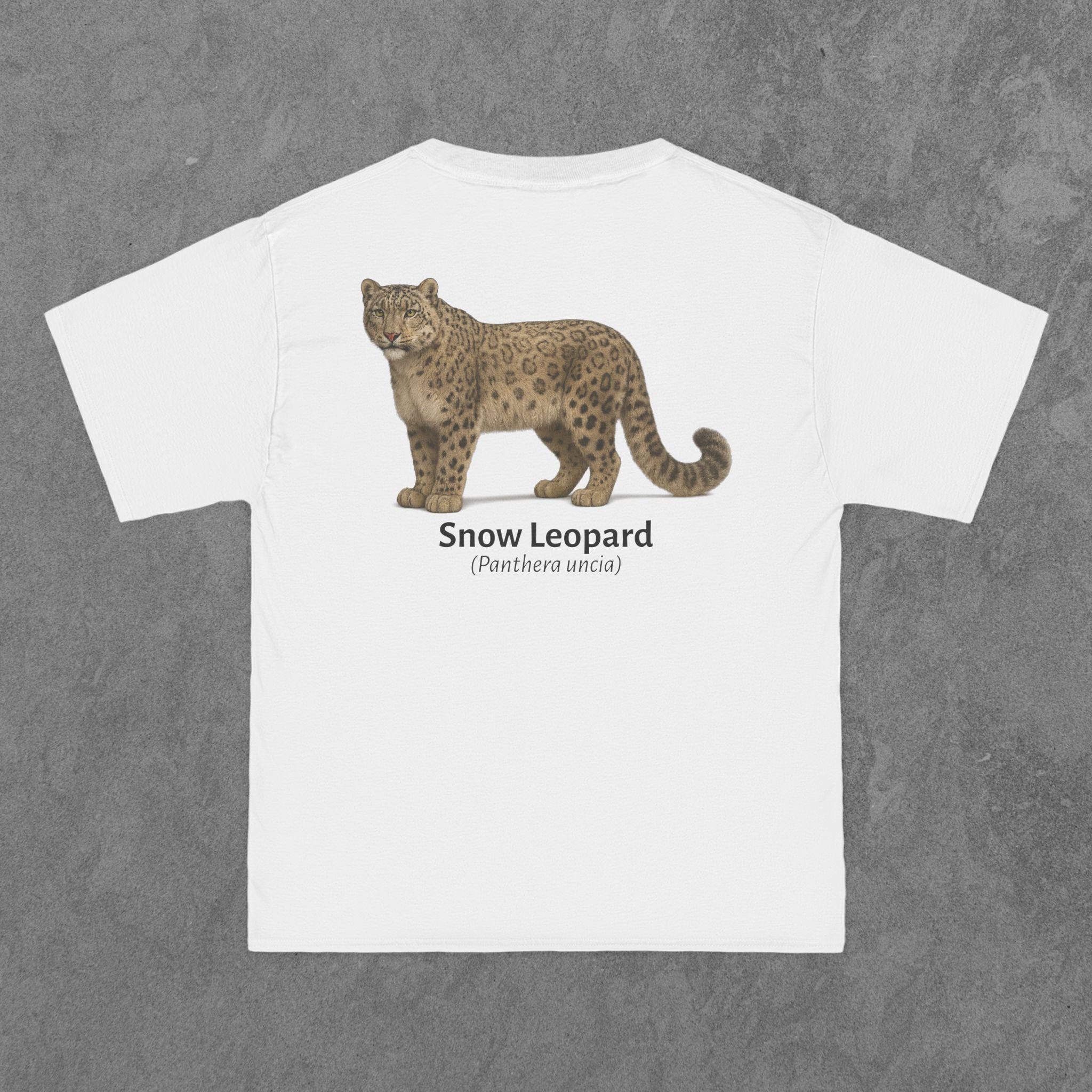 Snow Leopard - (Panthera uncia)