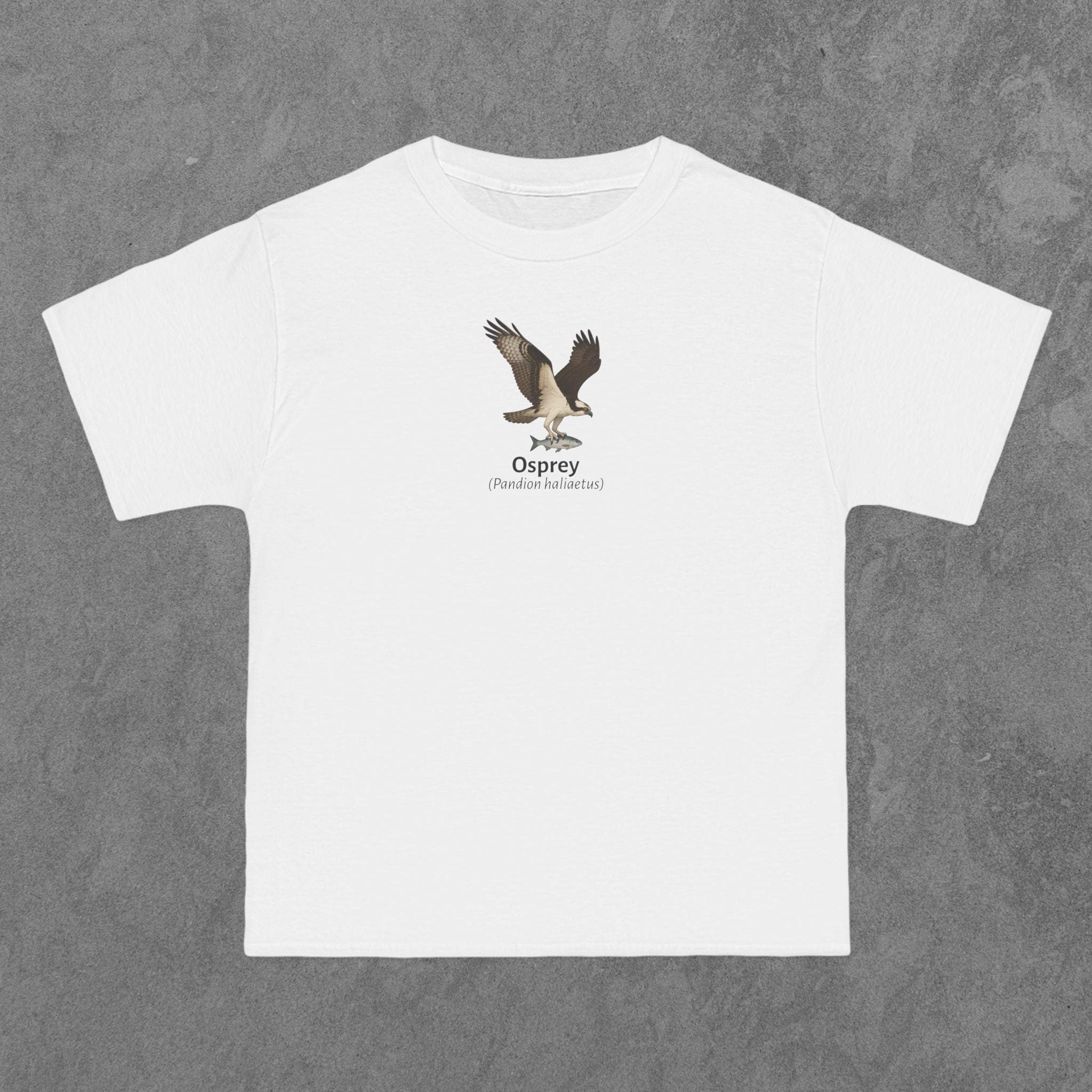 Osprey - (Pandion haliaetus)