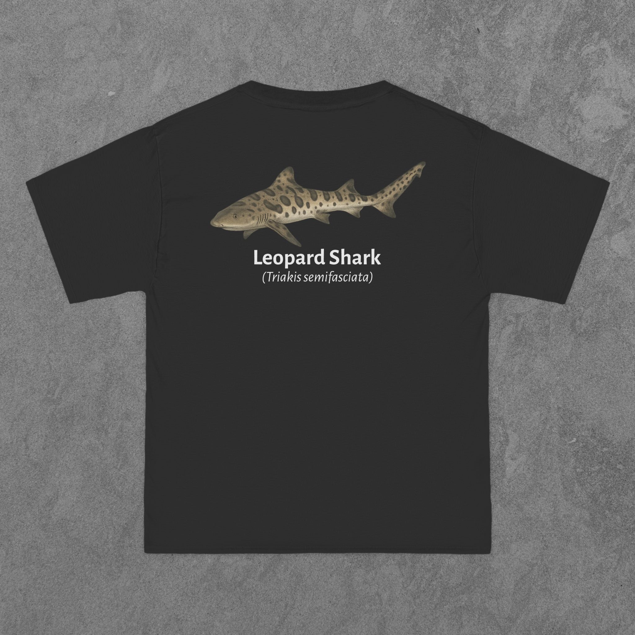 Leopard Shark - (Triakis semifasciata)