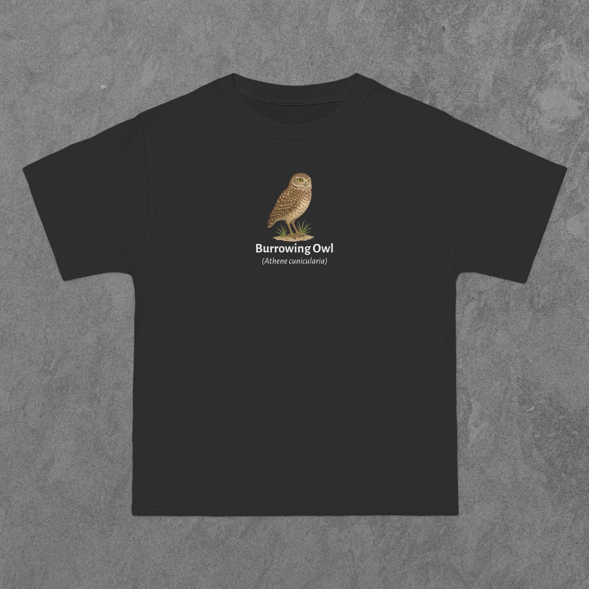 Burrowing Owl - (Athene cunicularia)